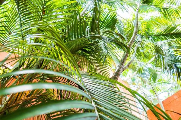 Photo 48 of Hotel Casa de las Flores by Kavia