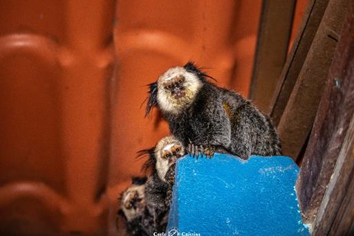 whatsapp image 2022-07-15 at 06.07.41.jpeg