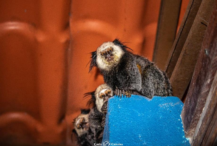 whatsapp image 2022-07-15 at 06.07.41.jpeg