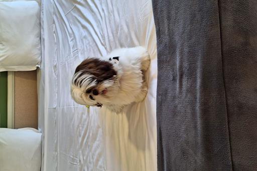 villagio embu pet friendly (3).jpg