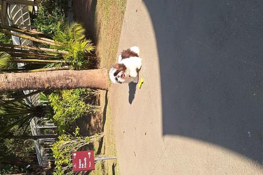 villagio embu pet friendly (1).jpg