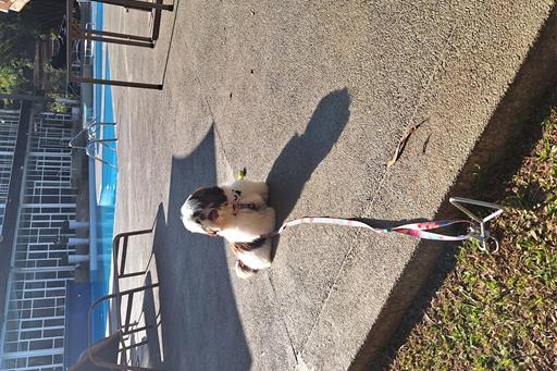 villagio embu pet friendly (4).jpg