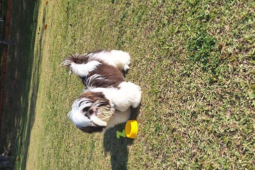 villagio embu pet friendly (2).jpg