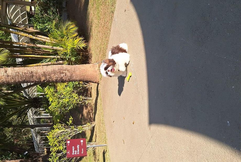 villagio embu pet friendly (1).jpg