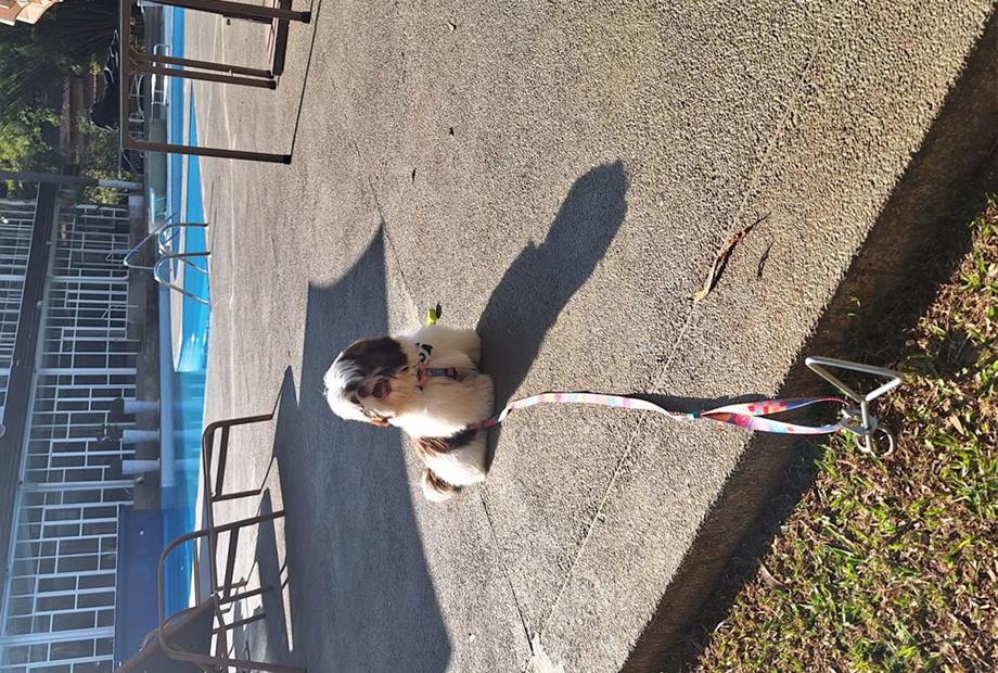 villagio embu pet friendly (4).jpg