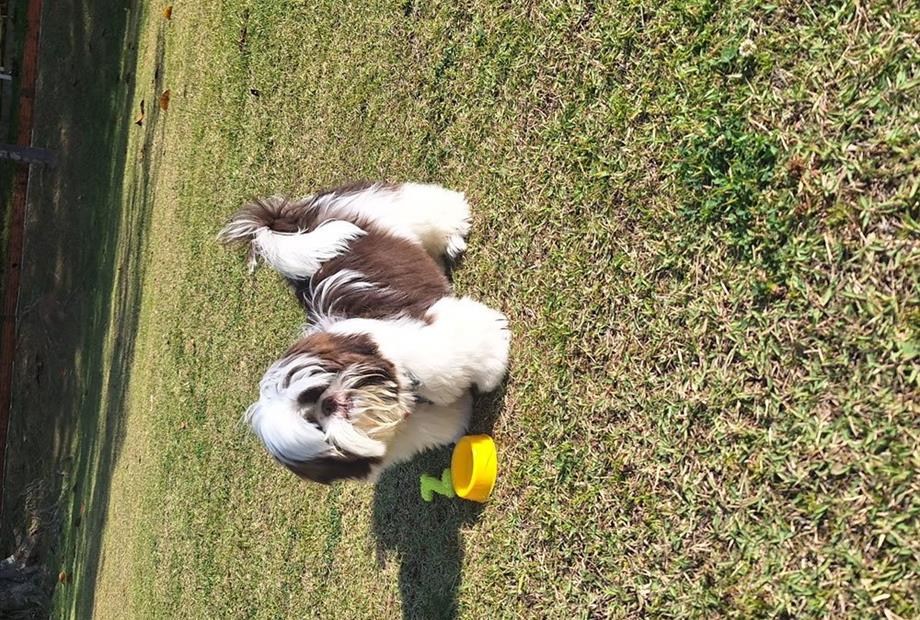 villagio embu pet friendly (2).jpg