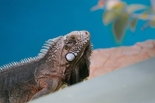 cópia de dsc00171.jpg