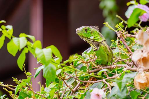 cópia de dsc08194.jpg