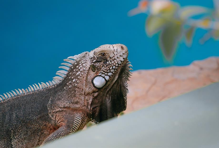 cópia de dsc00171.jpg