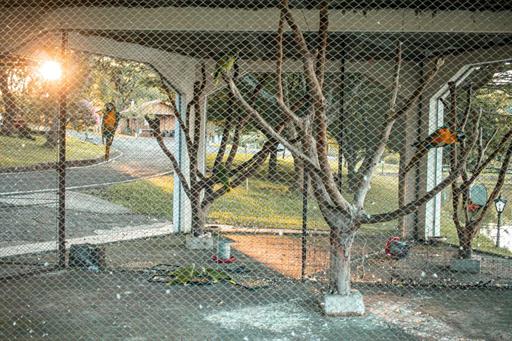 araras e papagaios.jpeg