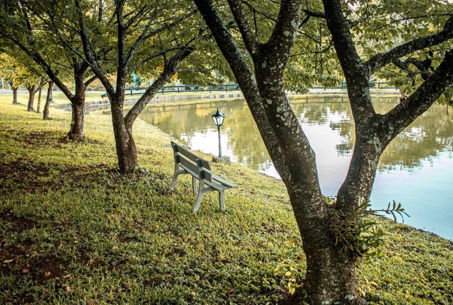 arvores no lago - copia.jpeg