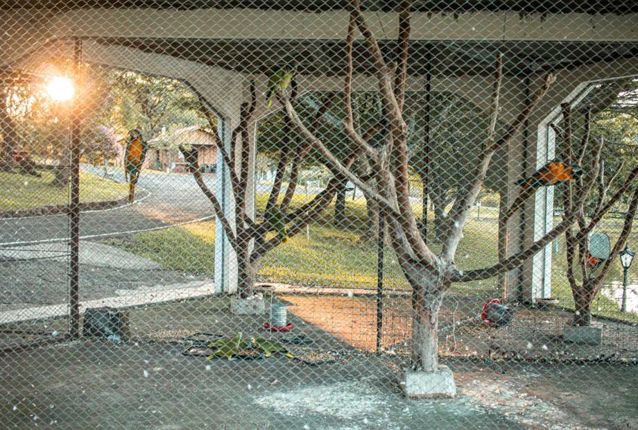 araras e papagaios.jpeg