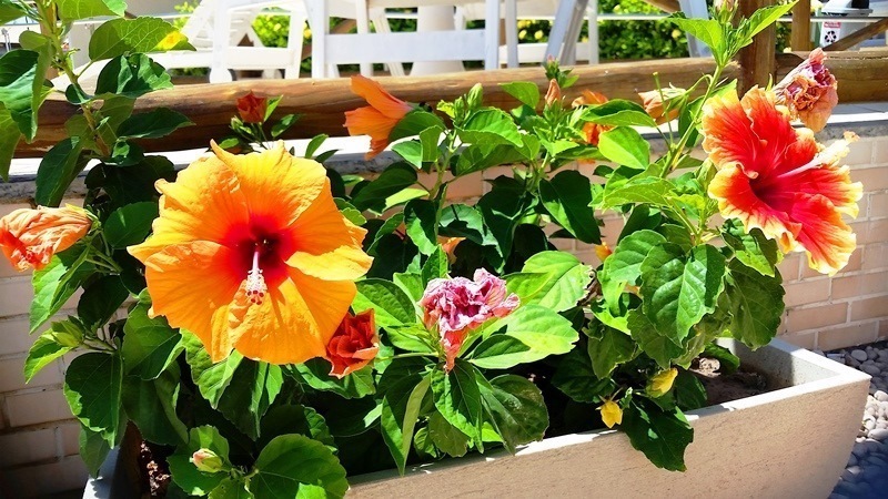 jardim flores 1.jpg