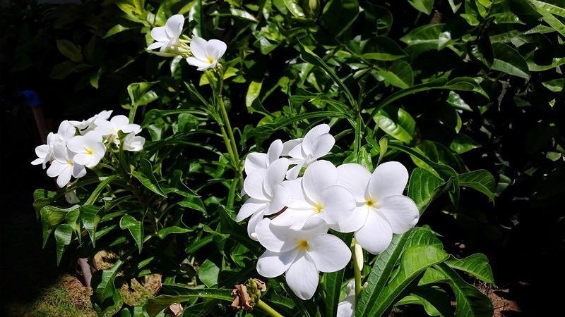 jardim flores.jpg