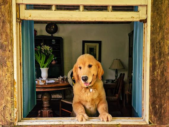 pet friendly.jpg
