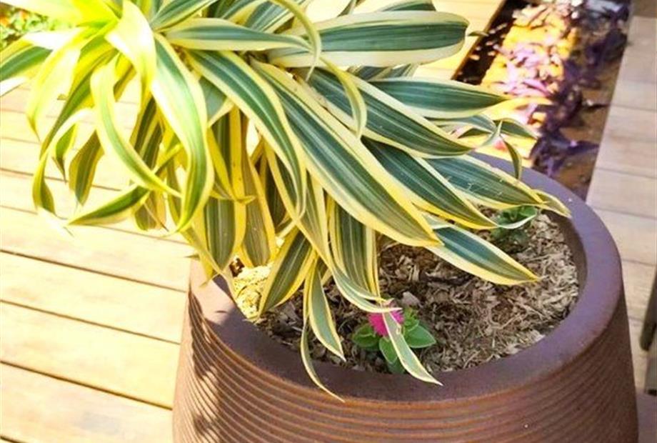 imagem nova fa 17 oct 020.jpg