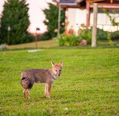 cópia de _gab3188.jpg