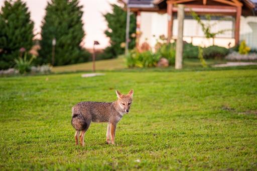 cópia de _gab3188.jpg