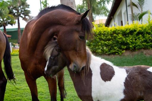 hotel fazenda vale amanhecer (10).jpg