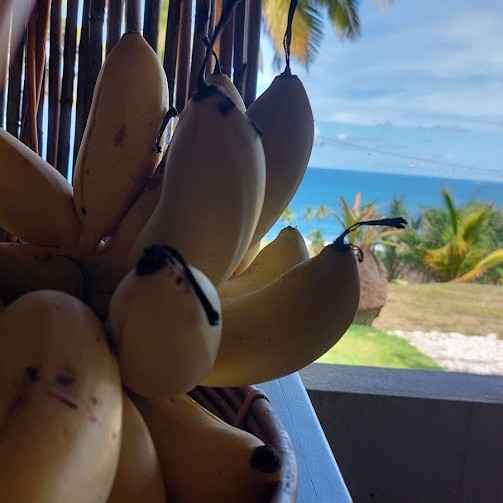 banana e vista_7_11zon.jpg