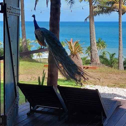 vista com pavão_19.jpg
