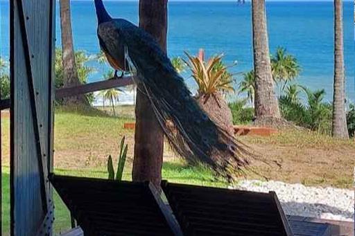 vista com pavão_19.jpg