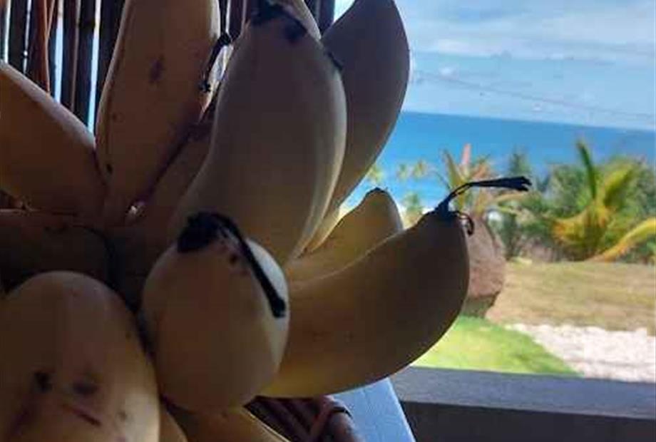 banana e vista_7_11zon.jpg