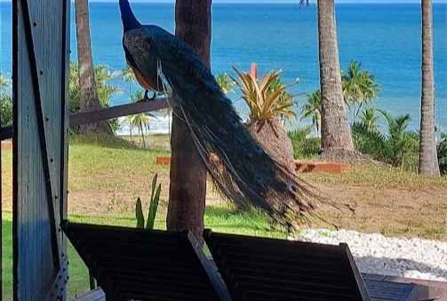 vista com pavão_19.jpg