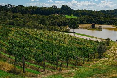 scva - experiências - uvas (28).jpg