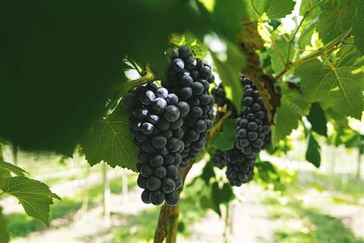 scva - experiências - uvas (17).jpg