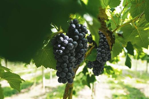 scva - experiências - uvas (17).jpg