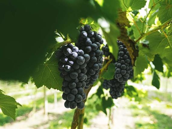 scva - experiências - uvas (17).jpg