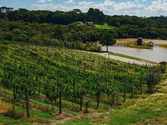 scva - experiências - uvas (28).jpg