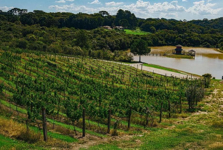 scva - experiências - uvas (28).jpg