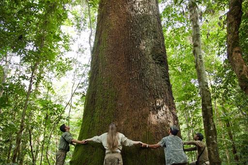 cristalino - brazil nut tree - samuel melim-3.jpg