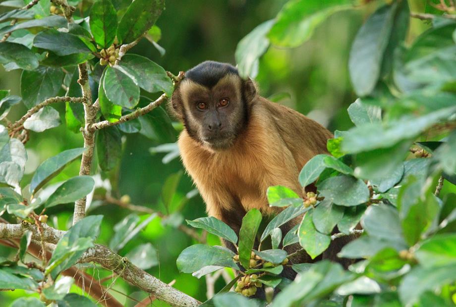 cl-tufted capuchin-alex da riva.jpg