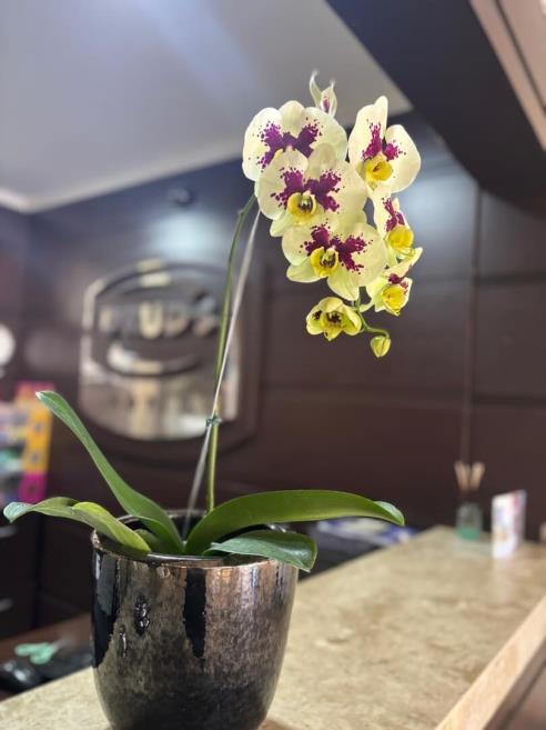 flor.jpg