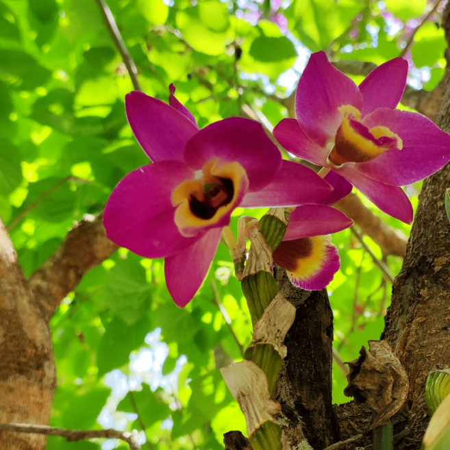 flora  capa.png