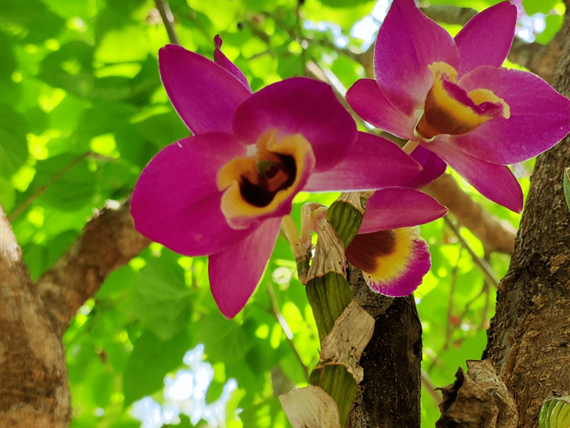 flora  capa.png