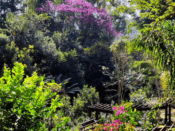 jardim capa.png