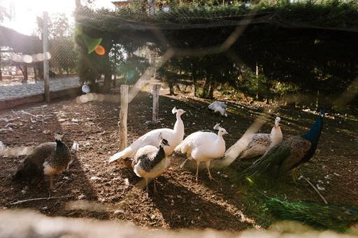 canto das aves (1)_easy-resize.com.jpg