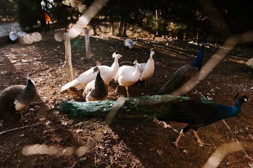 canto das aves (2)_easy-resize.com.jpg