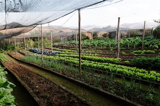 horta organica_easy-resize.com.jpg