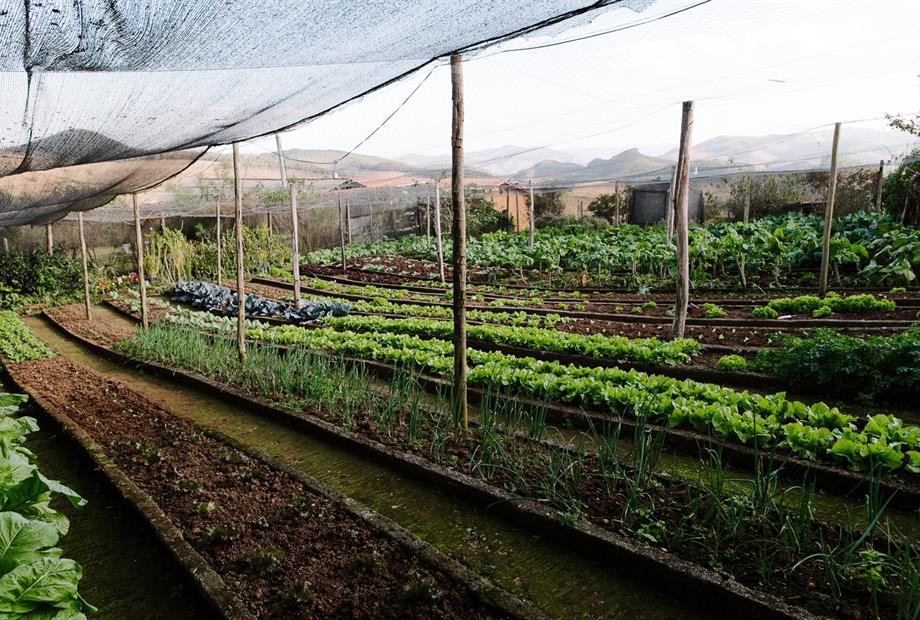 horta organica_easy-resize.com.jpg