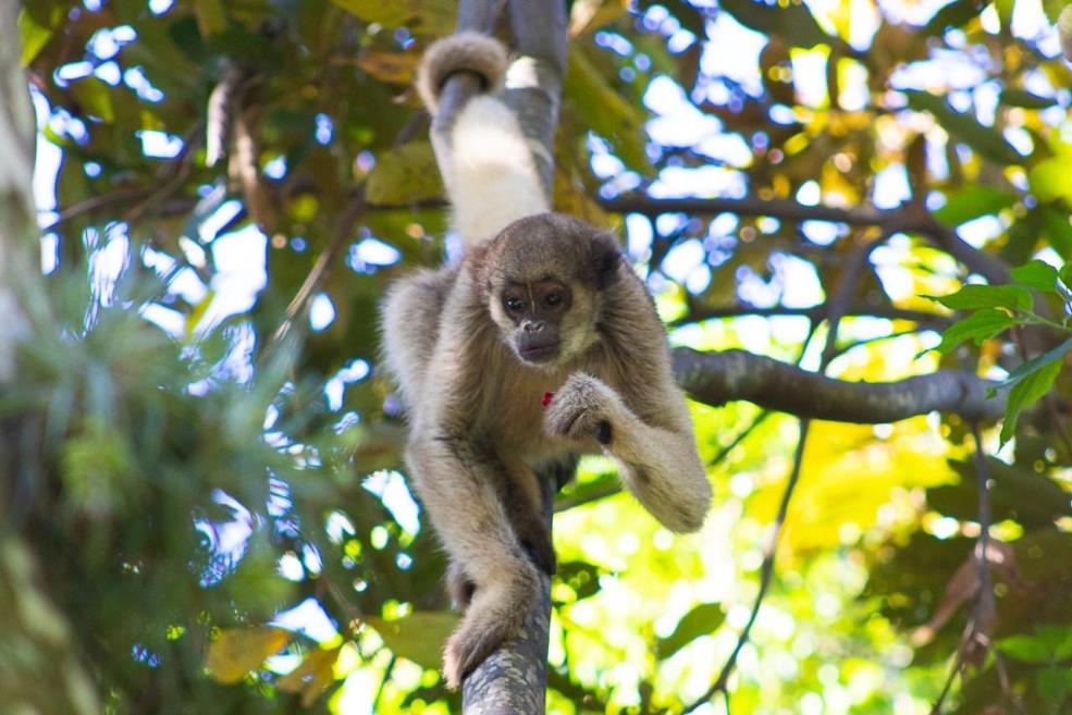 5.muriqui.jpeg