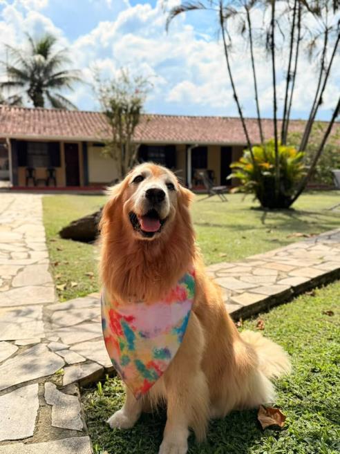 doguinho.jpeg