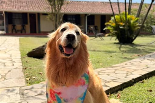 doguinho.jpeg