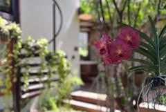 Suíte Jardim Suspenso