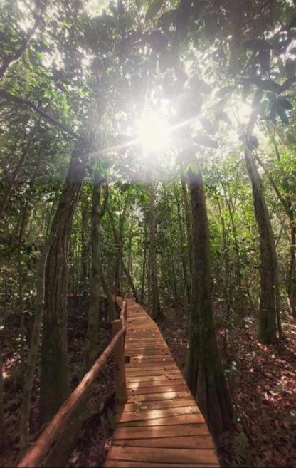 passarela j amazonia.jpeg