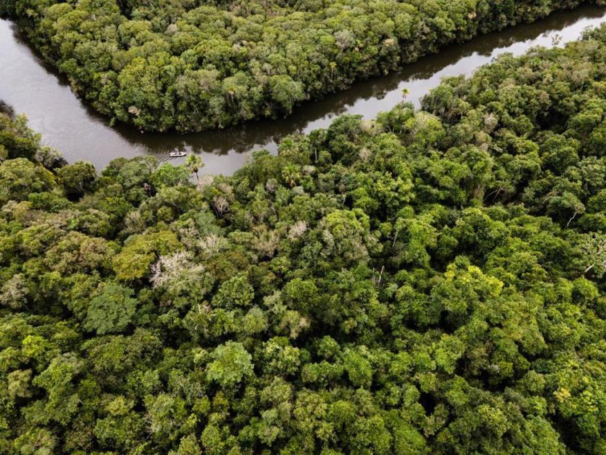 amazonia floresta.jpeg